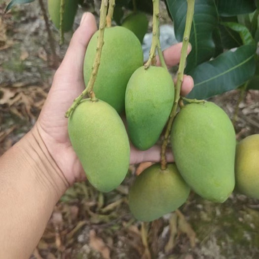 台农芒果上市季节，要的可以联系