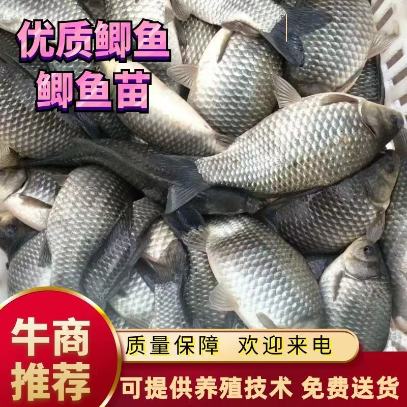 㣬ƽ꣬ϳ۸磬Ʒ㣬