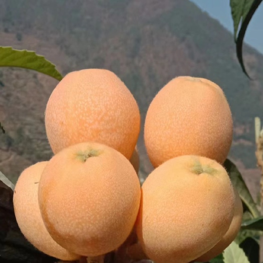 西昌市枇杷