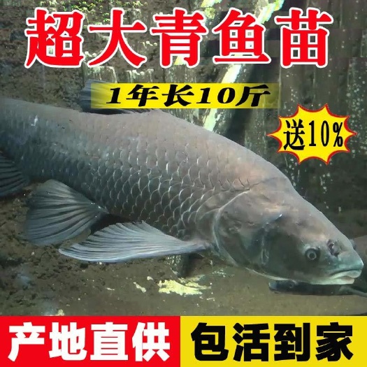 广州螺蛳青鱼苗特大优质黑皖淡水鱼塘养殖半斤乌青灰草食用青鱼苗