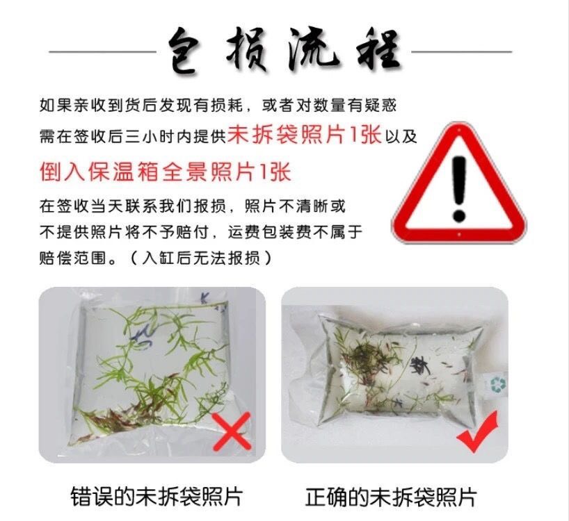 珍珠鳖苗  甲鱼苗批发，水鱼苗批发，支持全国发货，空运，