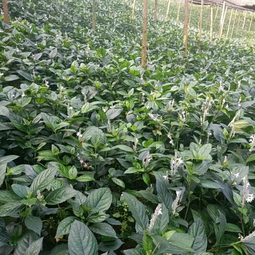云南本地香草，根茎粗壮，枝叶茂盛，可做香料，可做药材