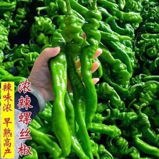 邵东市螺丝椒种子金螺丝青椒猪大肠辣椒种籽四季庭院阳台盆栽蔬菜种子