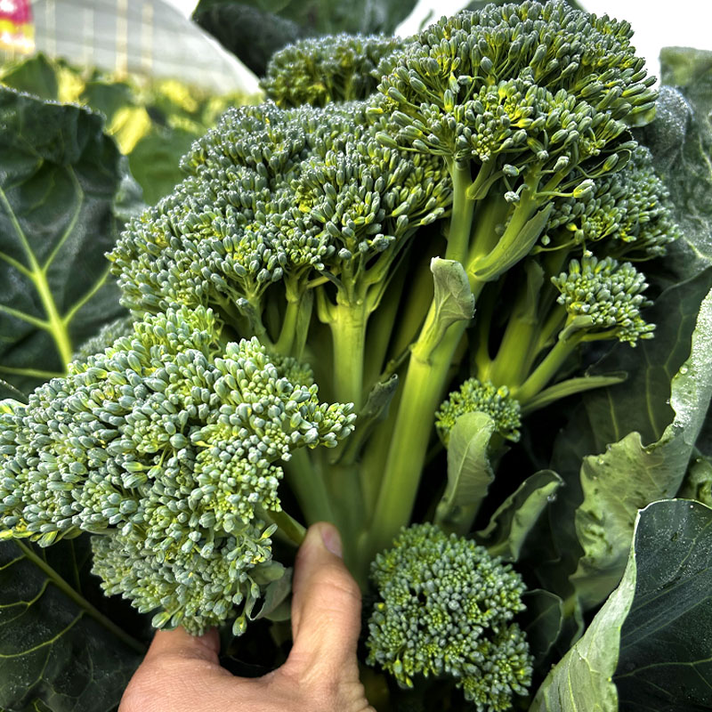 西兰苔种子 春秋芥兰菜籽西兰花 翠绿色 55天收获