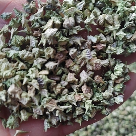 鄄城县白蒺藜