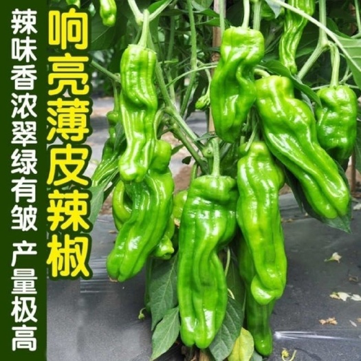 邵东市薄皮椒种子青椒不辣四季播蔬菜种子大全大田阳台可盆栽泡辣椒种子
