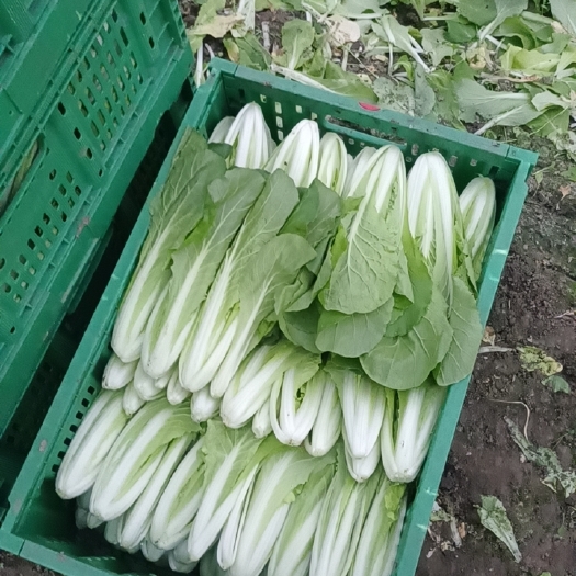 成都快菜
