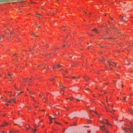 小红草金鱼 鱼苗