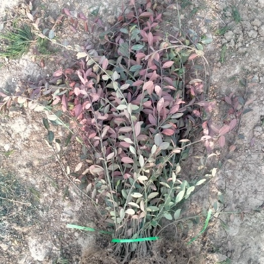 沭阳县护坡地被植物小叶扶芳藤30-60长度