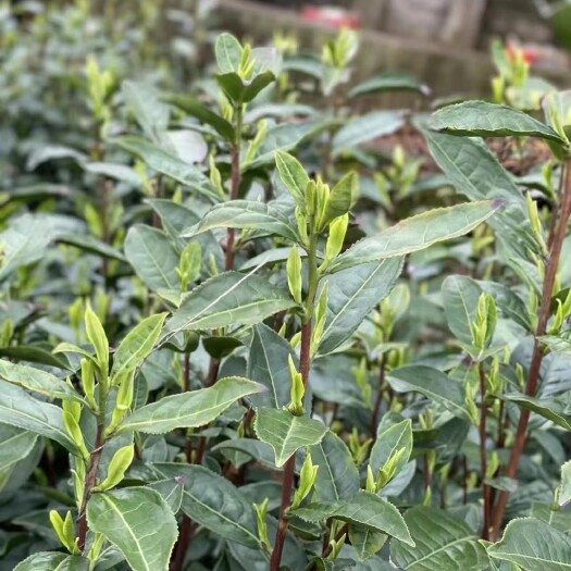 新昌县大佛龙井茶