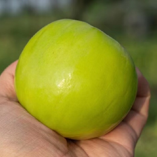 【又香又甜又脆】【苹果枣】 好吃礼盒脆甜非贵妃蜜