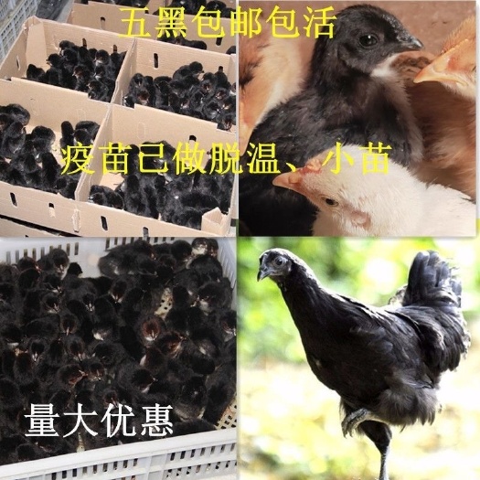 南宁纯种五黑鸡乌骨鸡五黑一绿乌骨母鸡公鸡肉鸡黑鸡活体下绿壳蛋