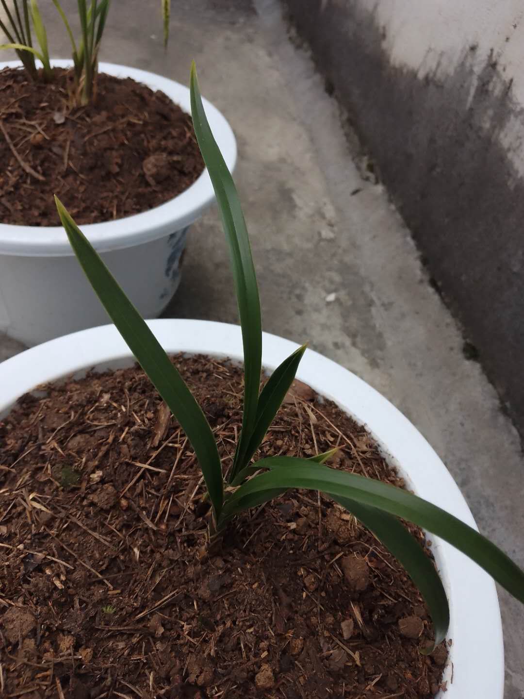 凯里市就喜欢惠兰艺草