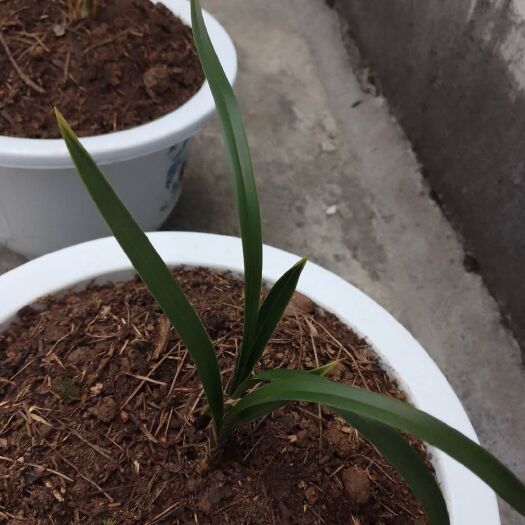 凯里市就喜欢惠兰艺草