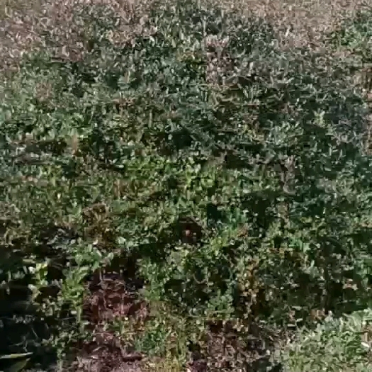 沭阳县火棘球