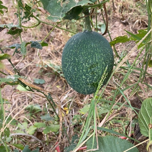 长沙11