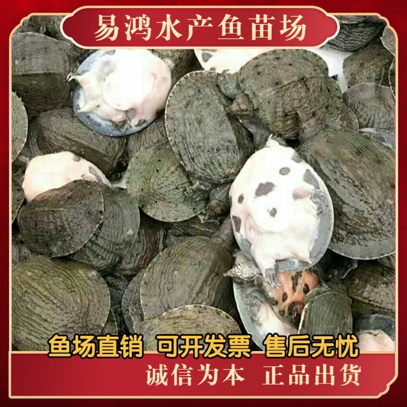 珍珠鳖苗  甲鱼苗批发，水鱼苗批发，支持全国发货，空运，