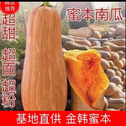 襄樊密本南瓜 市场货 养殖货 工厂货 多多买菜电商现货供应