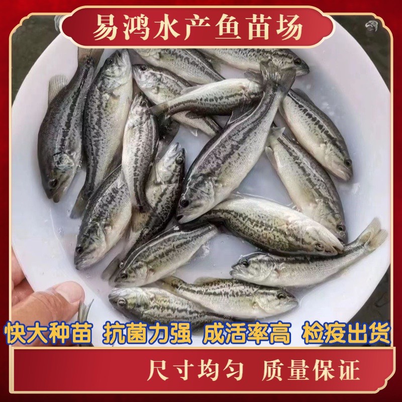 鱼苗场直销 鲈鱼苗 加州鲈鱼苗 大口黑鲈鱼苗 优鲈3号鲈鱼苗