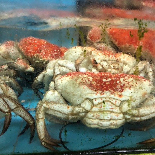 特大皇帝蟹5-15斤，规格大小都有。