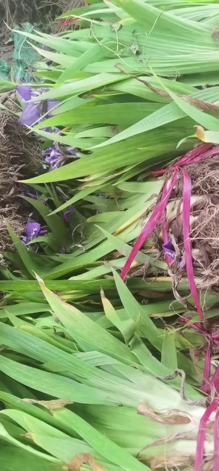 蓝花鸢尾