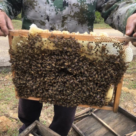 北流市冬蜜，百花蜜，龙眼蜜，荔枝蜜