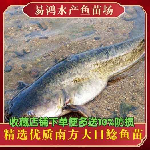 广州鱼苗场直销优质大口鲶鱼苗 南方大口鲶鱼苗 巨鲶鱼苗 二胡子鲶