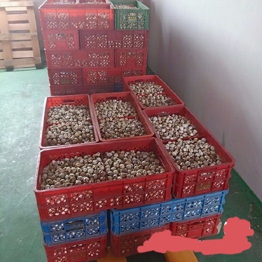 临沂出售鹌鹑蛋，价格不高，