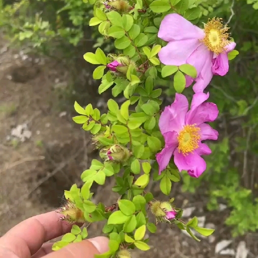 沭阳县丛生黄刺玫