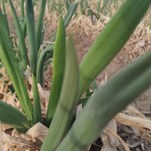 大葱 羊角葱 农家种植风味充足