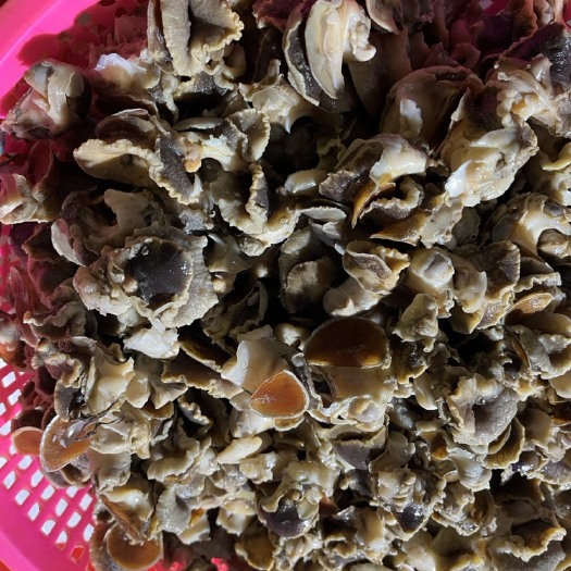 连云港新鲜海螺肉