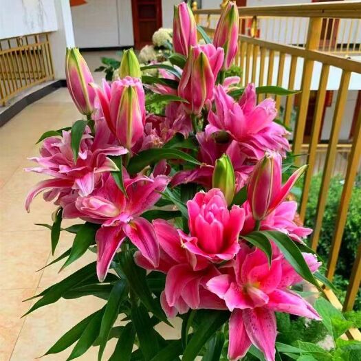 新沂市百合花种球浓香型荷兰球装包颜色包对版花卉