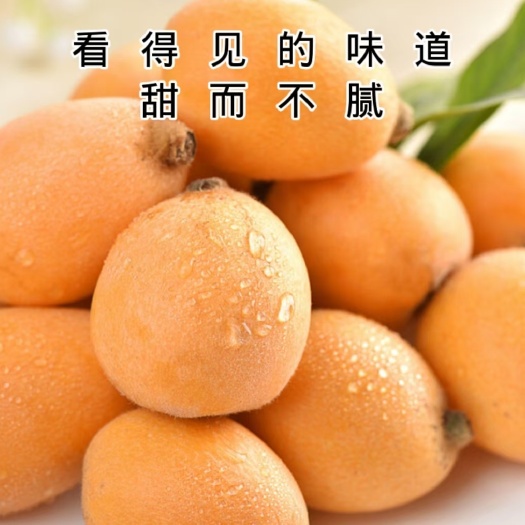 安龙县贵州高山五星大枇杷