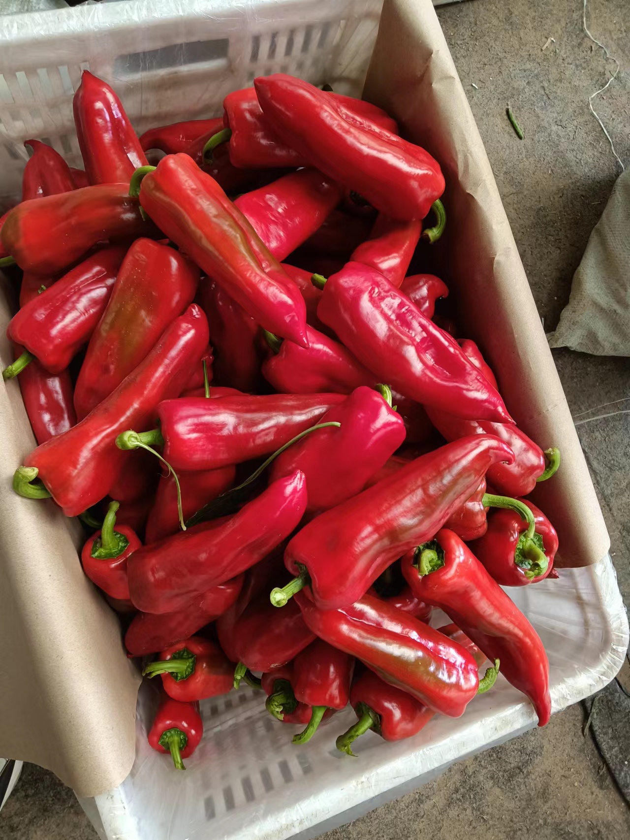 寿光市寿光红泡椒，高温棚种植，颜色正亮度高，果型周正