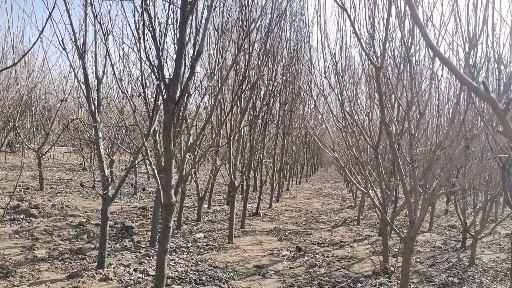 梨树县吉盛桃李