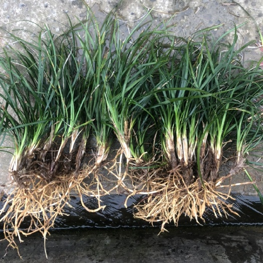 枝江市中叶麦冬草，庭院绿化工程植物。