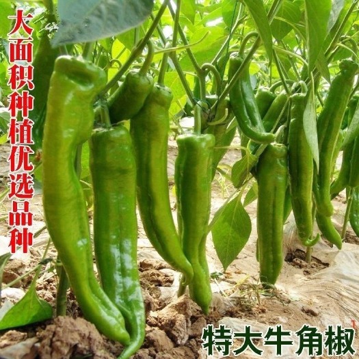 邵东市特大牛角椒种子大果青椒辣椒种籽肉厚青椒微辣蔬菜种子四季
