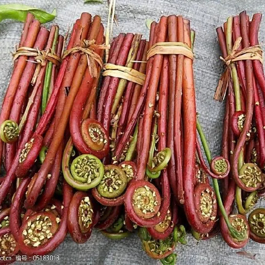 凯里市新鲜蕨菜