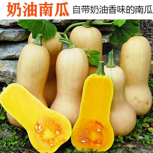 寿光市奶油南瓜种子 香甜板栗密本南瓜 烧烤型粉甜糯 四季种植