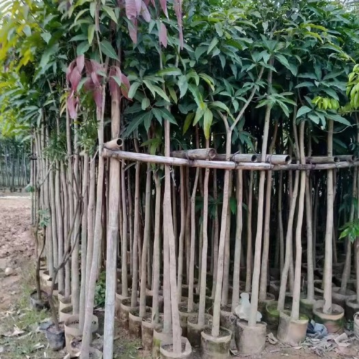 灵山县金煌，四季，芒果实生苗