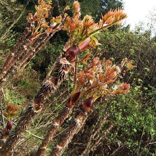 砚山县刺老芽，树头菜大量批发