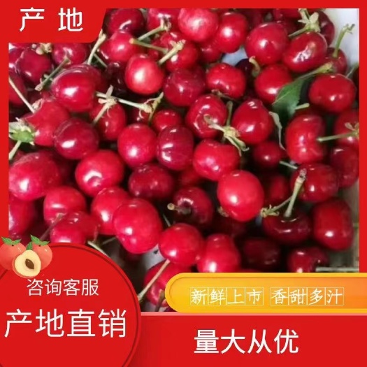 大荔县樱桃