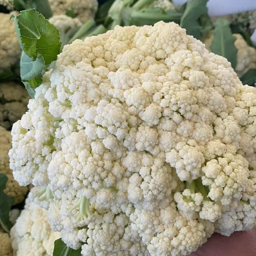 白花菜花  散花菜产地直销质量保证量大从优合作共赢