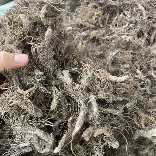 玉林地胆草地胆头地胆头