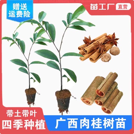容县四季种植带土带叶肉桂树苗桂皮树苗桂油树苗香料树苗