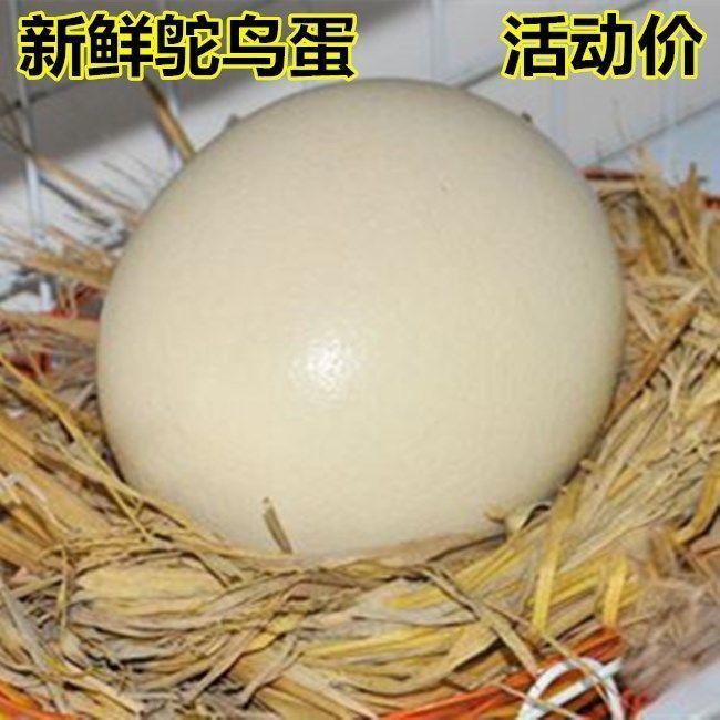 青龙满族自治县新鲜鸵鸟蛋又名黄金蛋2.5–3.5斤重蛋下单联系客服