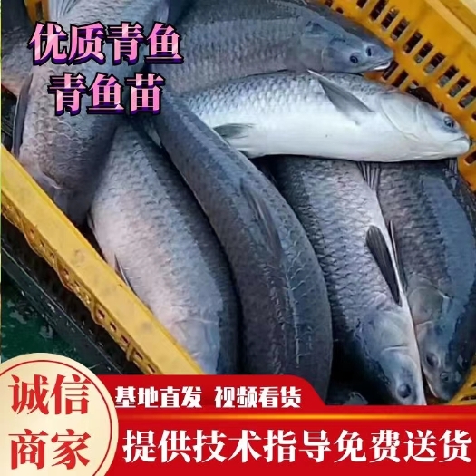 乌青鱼  青鱼，成品青鱼，各种规格鱼苗，量大可以免费送货。