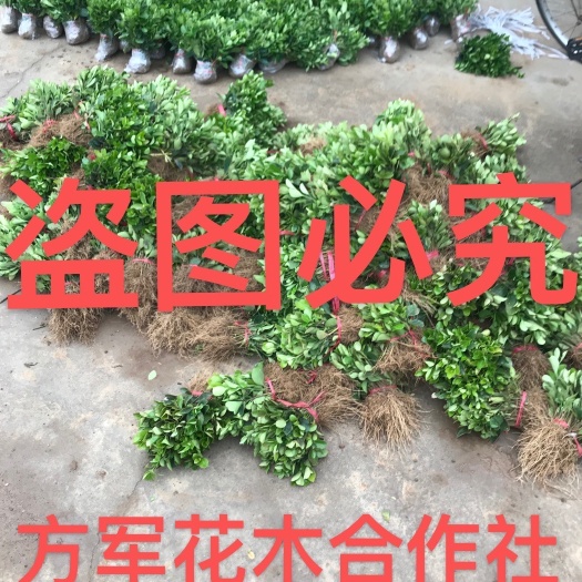 沭阳县冬青 冬青苗规格齐全提供园林设计