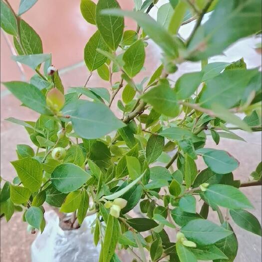 枣庄蓝莓苗包邮一颗五年苗