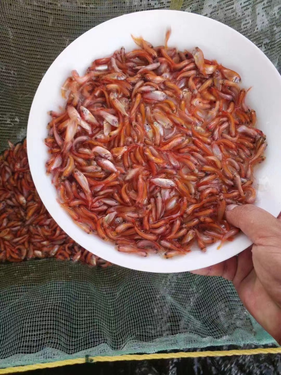 化州市红罗非鱼苗丨彩虹鲷纹红罗非鱼苗丨基地直供一手货源